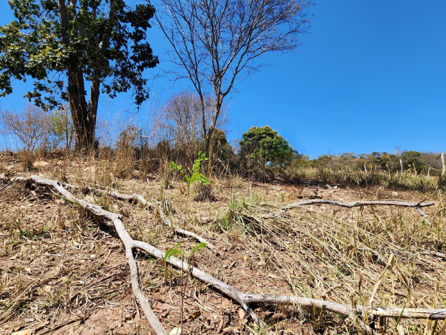 Produtor afetado pela seca em Minas poderá renegociar dívidas