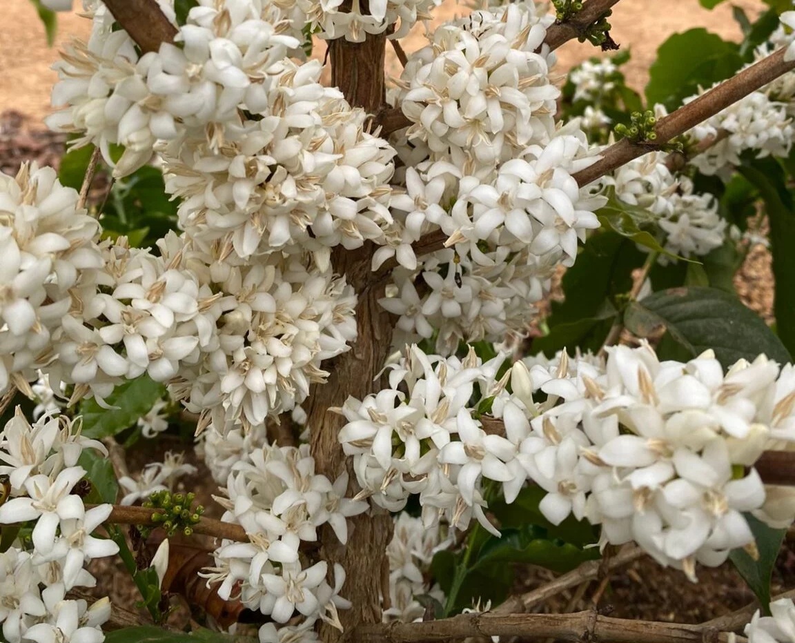 Pesquisas da EPAMIG em melhoramento genético buscam o desenvolvimento de novas cultivares de café