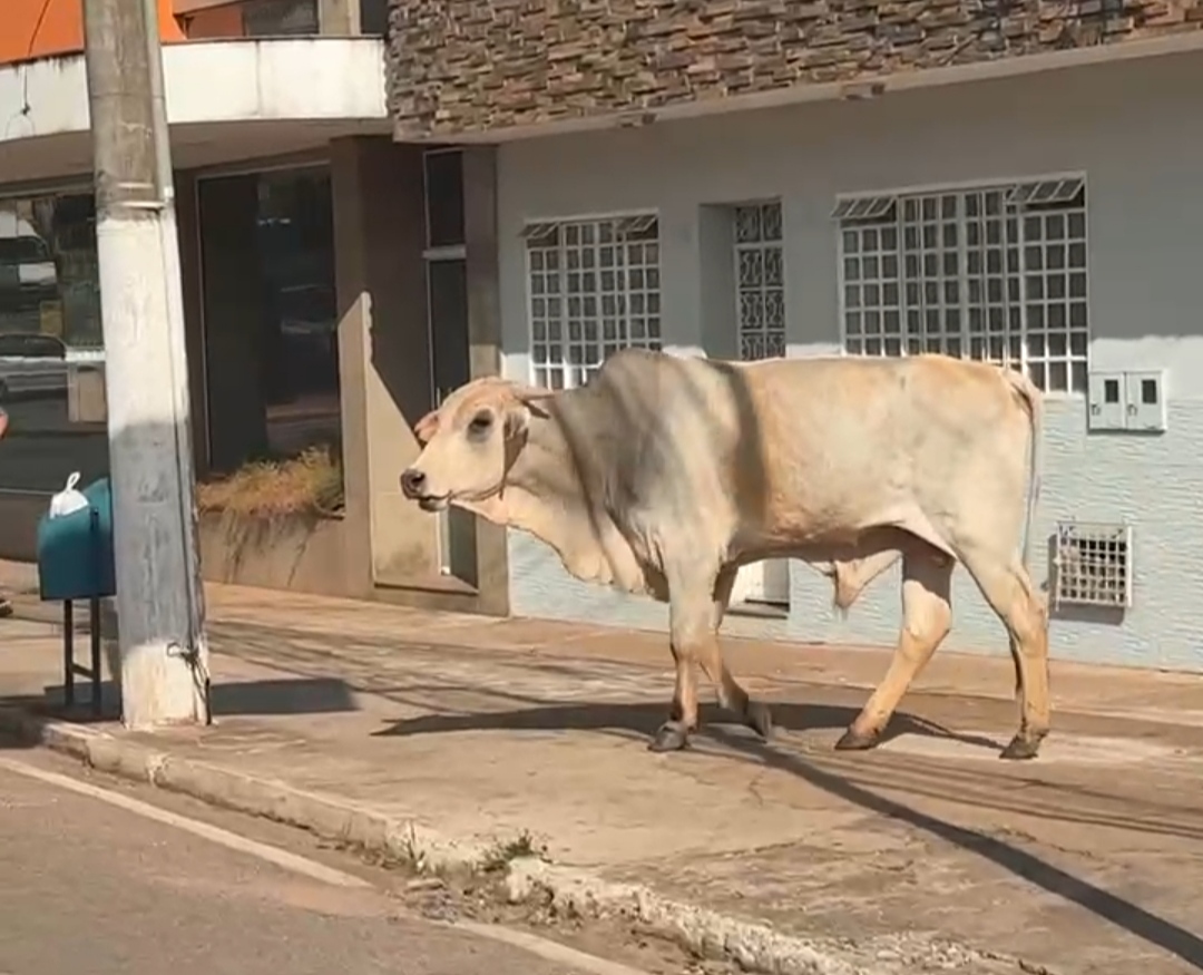 ‘Oia o boi’! Animal é visto andando pelo Centro