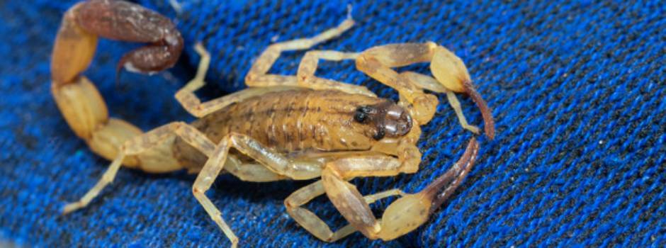 Calor e período chuvoso aumentam ocorrências com animais peçonhentos