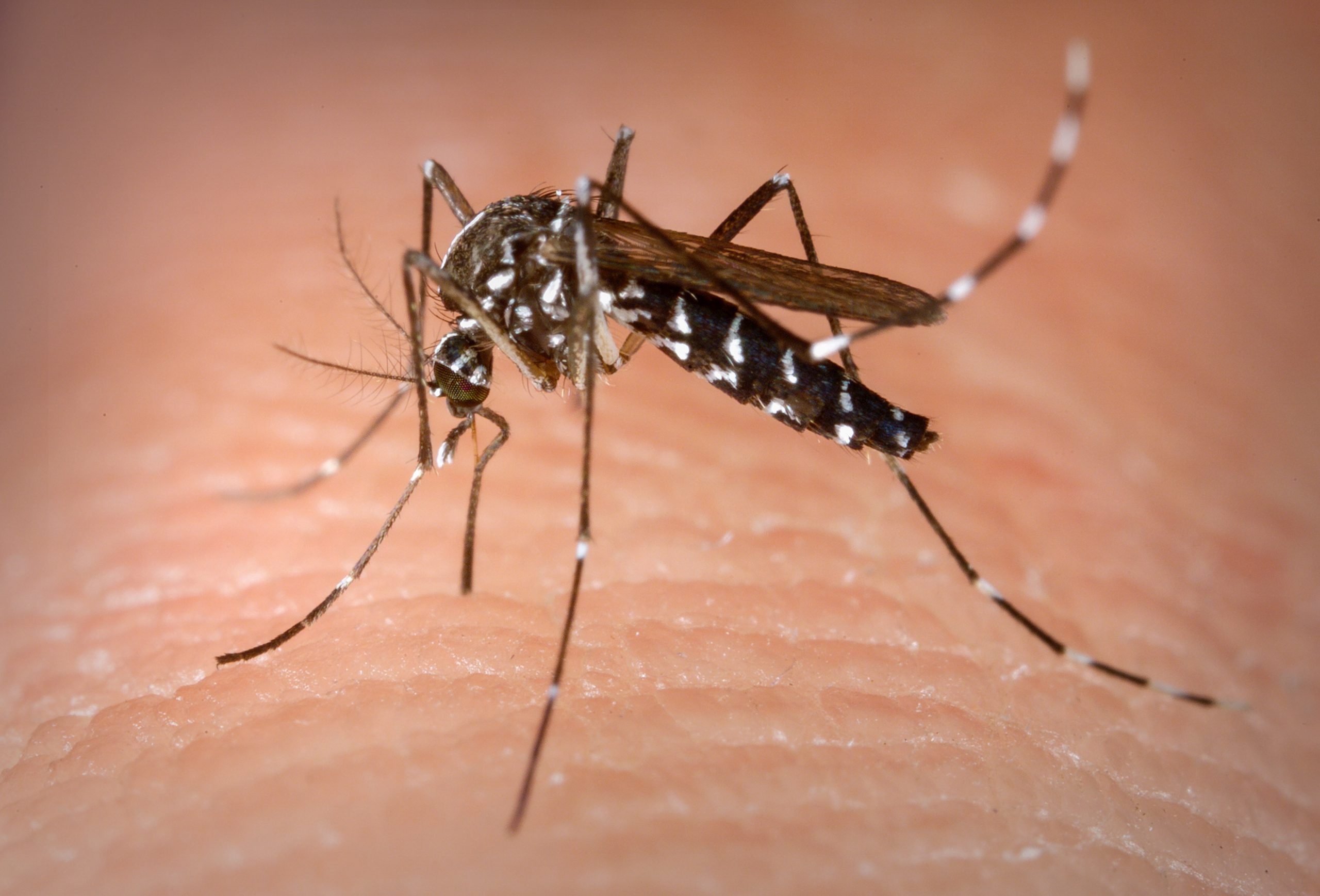 Dengue matou uma pessoa a cada sete horas em Minas, e número de casos cresce 4 vezes em 2024 frente a 2023