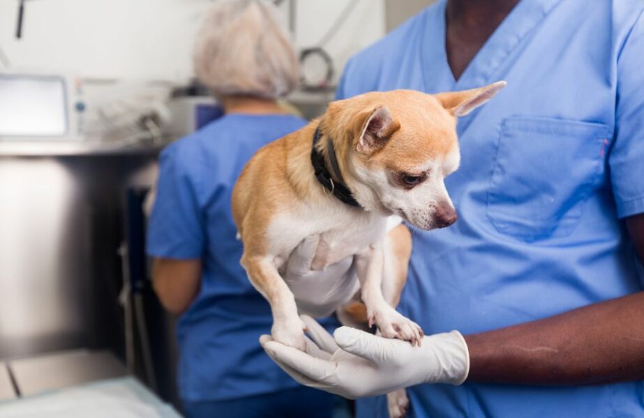 Tutores já podem agendar castração gratuita para cães e gatos