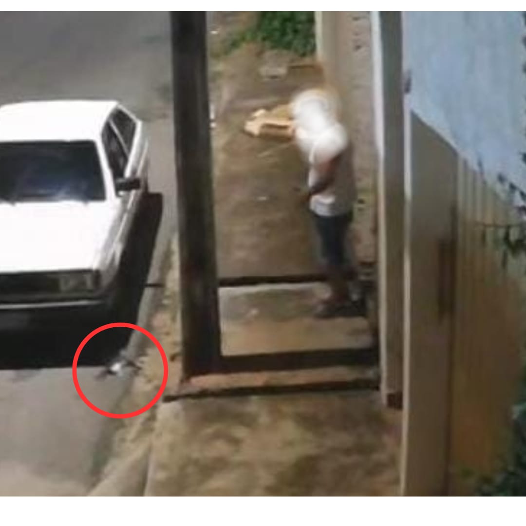 Policia Civil indicia homem que arremessou e matou um gato no poste no Alcides Mesquita
