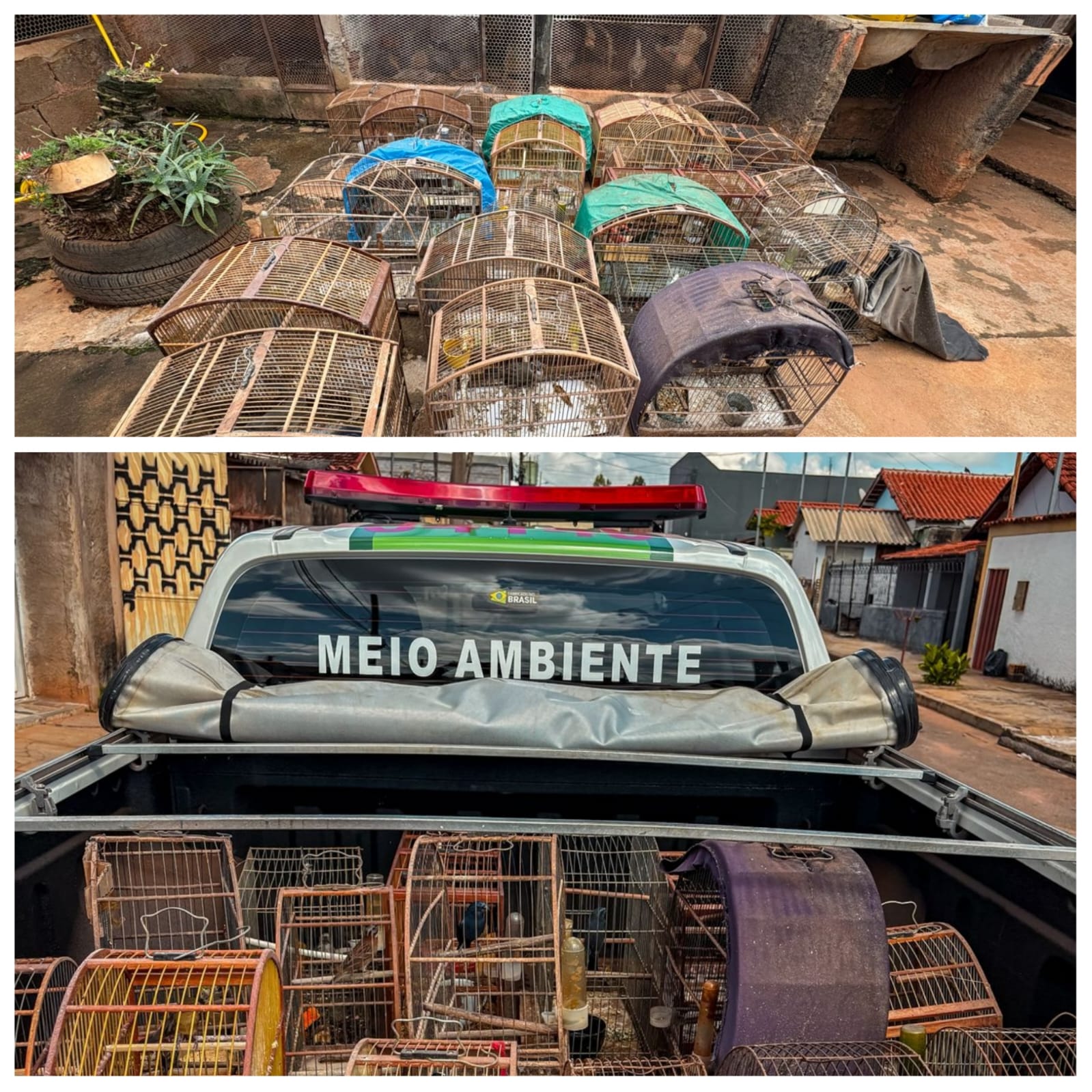 Idoso é flagrado com quase 60 pássaros silvestres, mantidos de forma irregular no Santa Margarida
