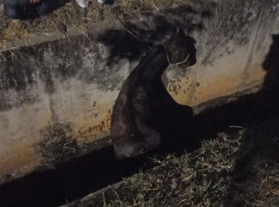 Cavalo cai em córrego na Avenida Oswaldo Cruz e mobiliza moradores para resgate