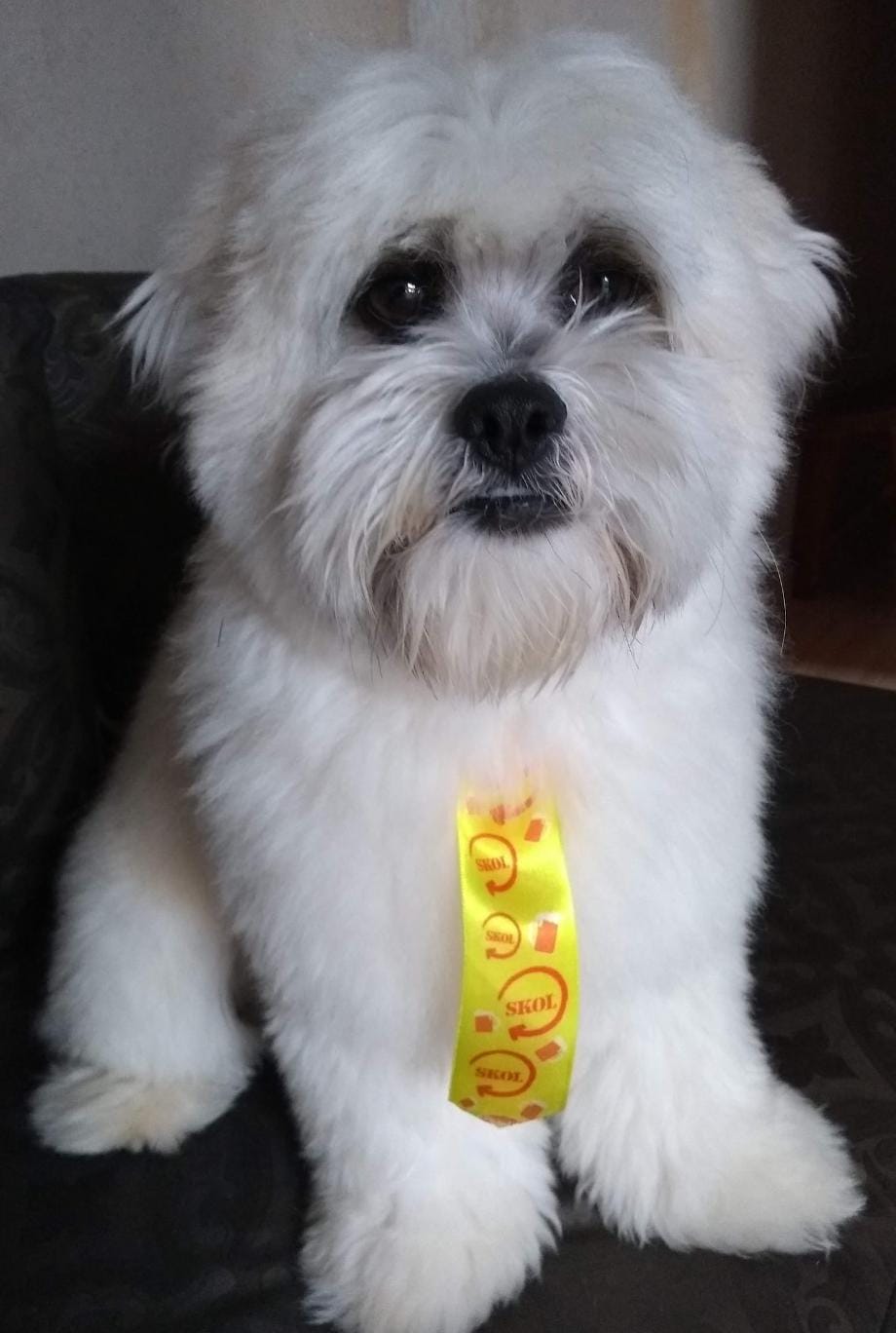 Cachorrinho Théo está desaparecido. Ajude a encontrá-lo