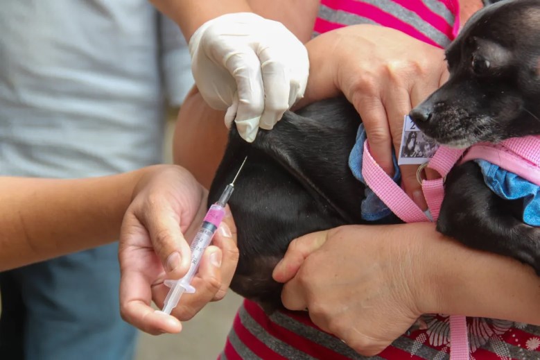 Três Pontas inicia vacinação antirrábica na zona urbana a partir deste sábado; veja dias e locais