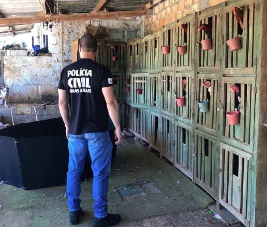 Polícia Civil apreende galos de rinha em Carmo da Cachoeira