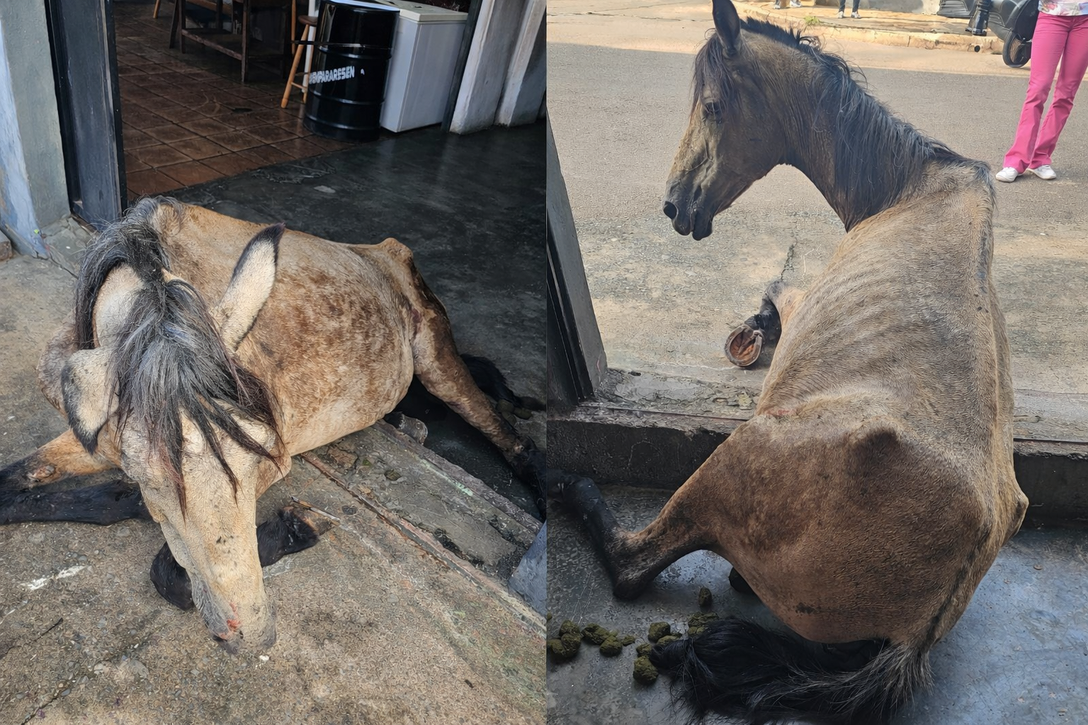 Adolescente é apreendido após agressão a égua no bairro Aristides Vieira