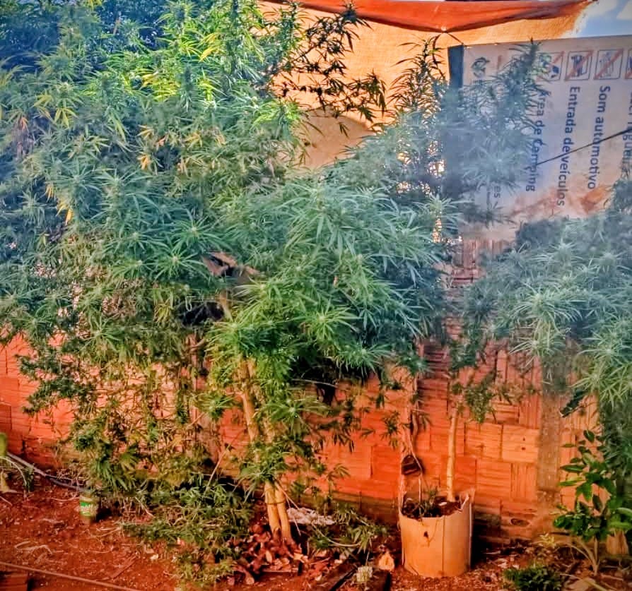 Polícia Civil destrói plantação de maconha em quintal de residência em Boa Esperança