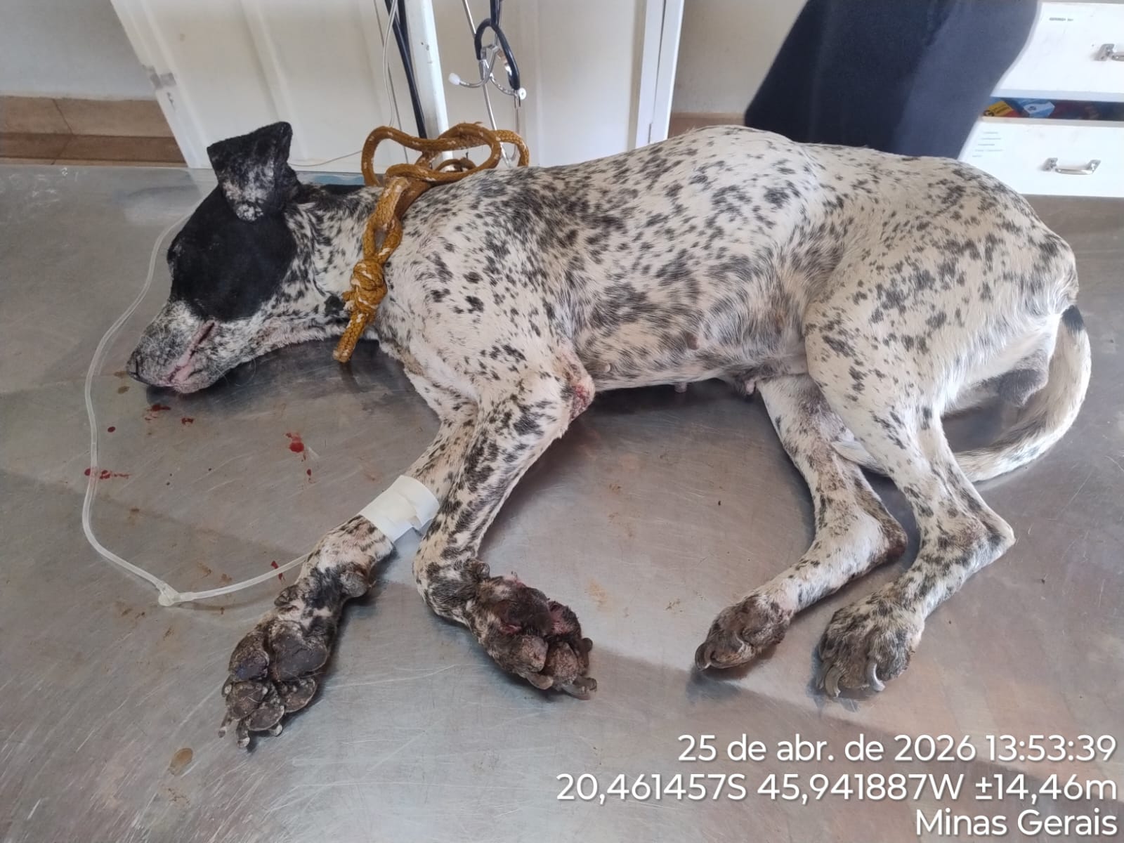 Polícia Militar prende homem por maus tratos a cães em Piumhi