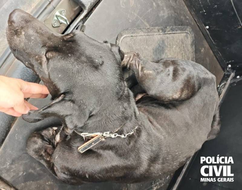Polícia Civil prende rapaz acusado de maus tratos em Aguanil