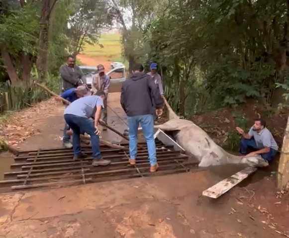 Cavalo é resgatado após horas preso em mata-burro em propriedade na zona rural de Três Pontas