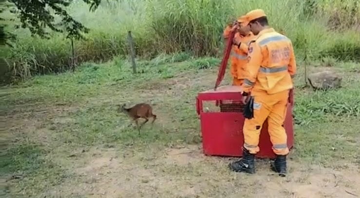 Bombeiros capturam cervo dentro de terreno em Boa Esperança
