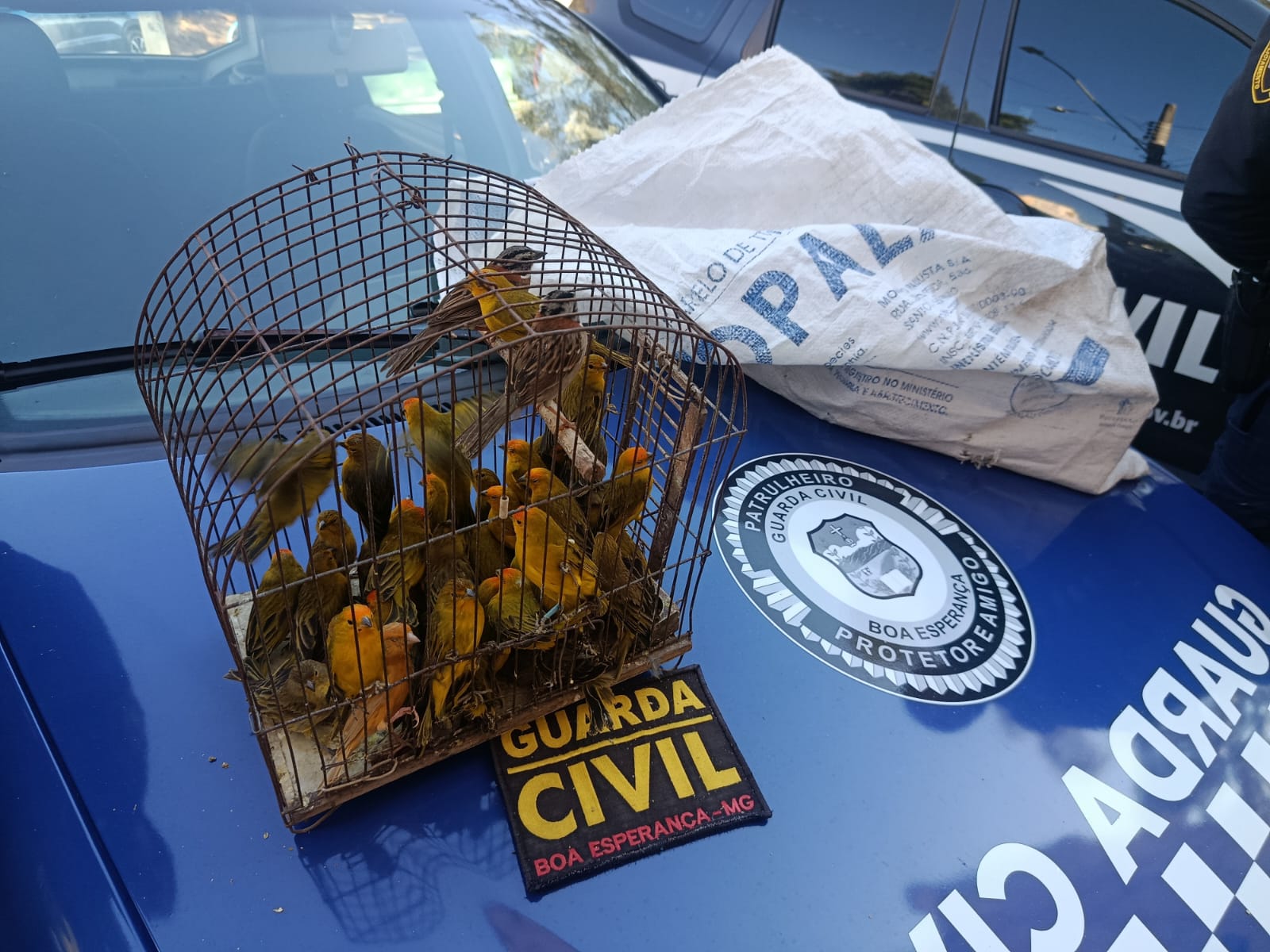 Guarda Civil flagra transporte irregular de aves e prende suspeito em Boa Esperança